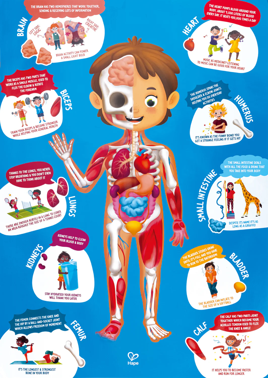 60 pc Human Body Floor Puzzle - Image 6