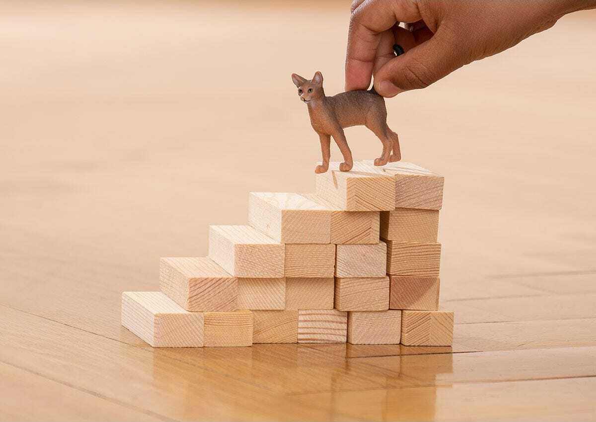 Abyssinian Cat - Image 3