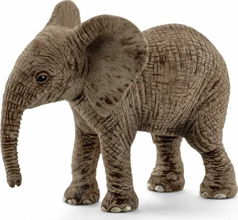 African elephant calf