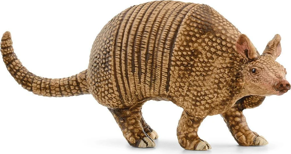 Armadillo - Image 2