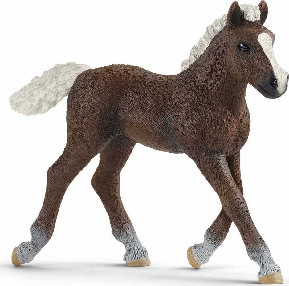 Black Forest Foal - Image 2
