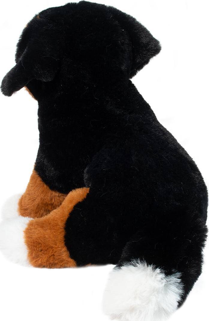 Bowie Bernese Mountain Dog - Image 4