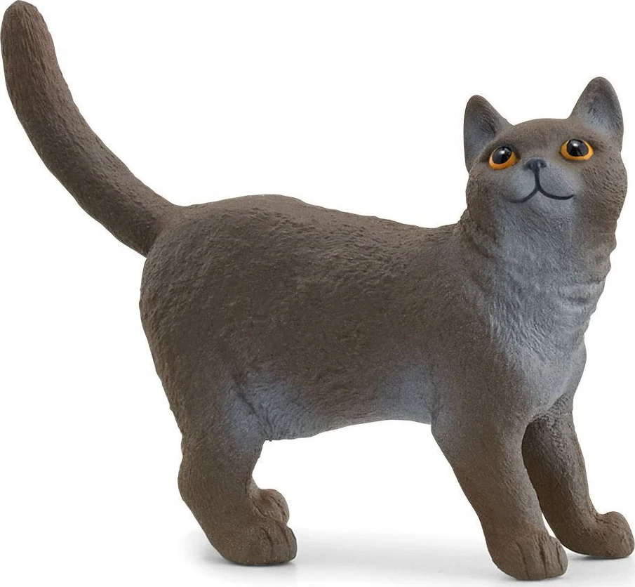 British Shorthair Cat