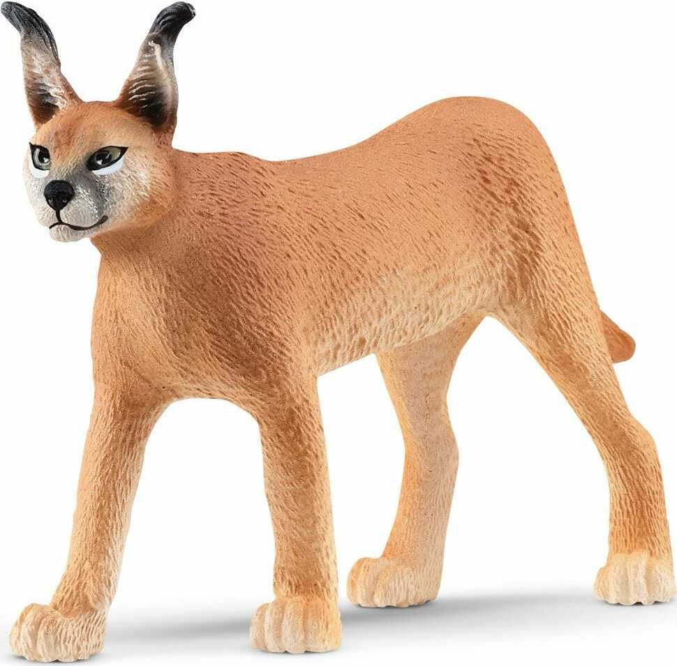 Caracal Female - Image 2