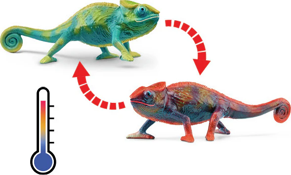 Chameleon - Image 3