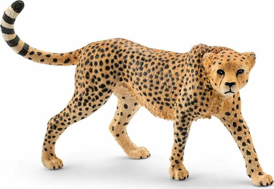 Cheetah, Female - Image 2