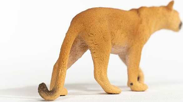 Cougar - Image 4