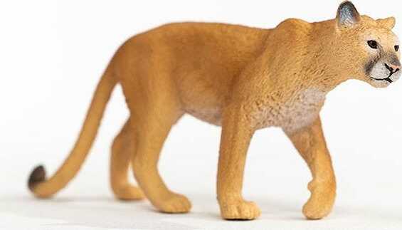Cougar - Image 6