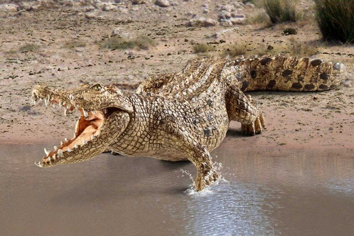 Crocodile - Image 4