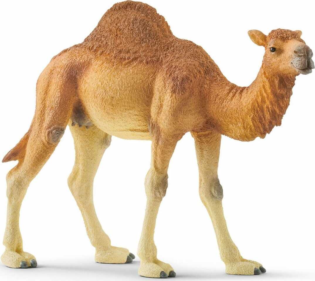 Dromedary Camel - Image 2