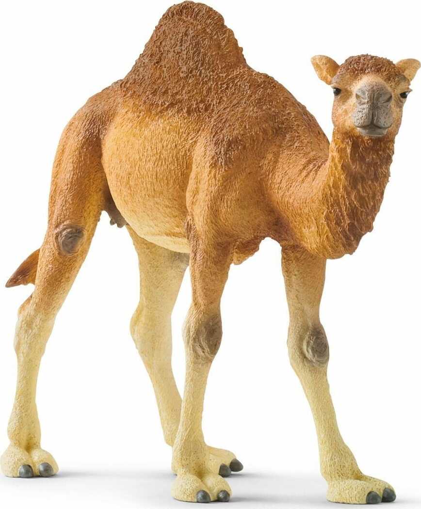 Dromedary Camel - Image 3