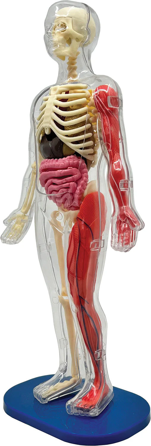 Squishy Human Body - Image 10