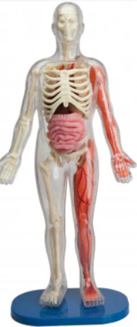 Squishy Human Body - Image 2
