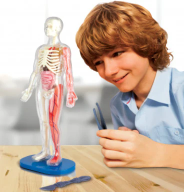 Squishy Human Body - Image 3