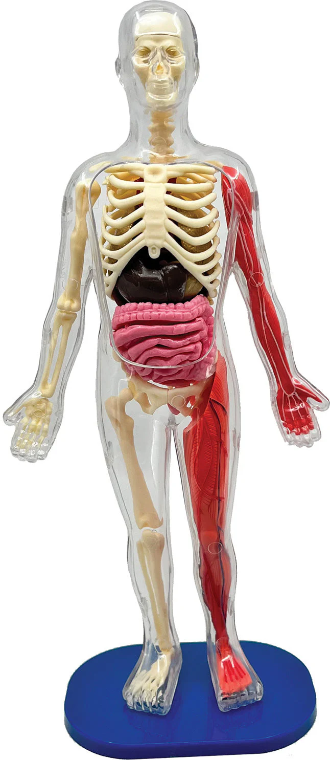 Squishy Human Body - Image 7