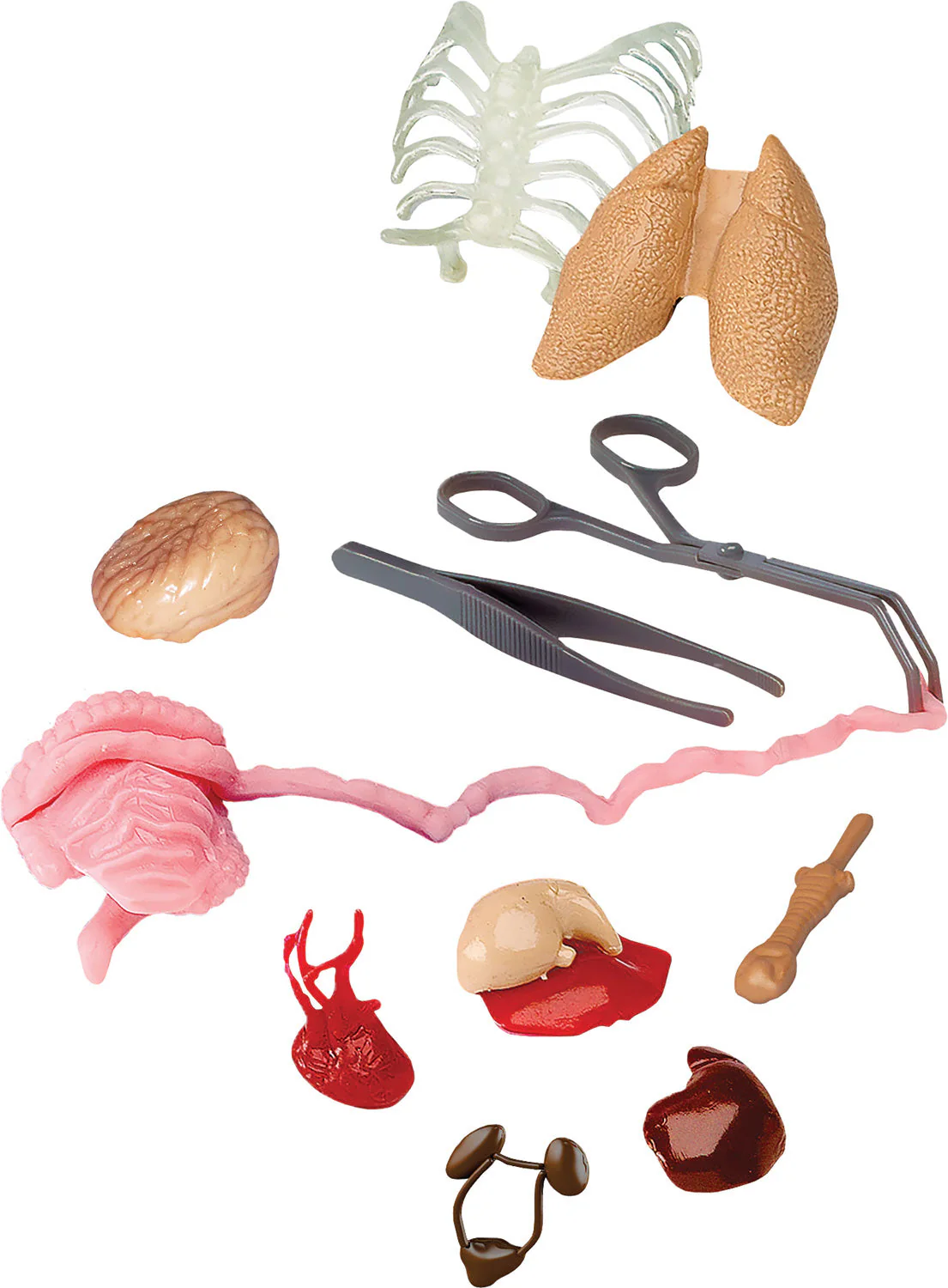 Squishy Human Body - Image 8