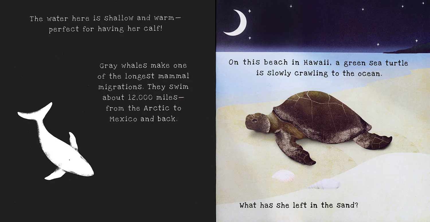 Animal Journeys Shine A Light - Image 4