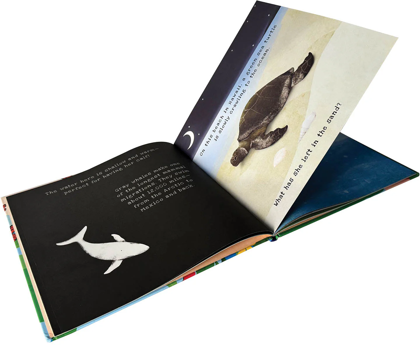 Animal Journeys Shine A Light - Image 7