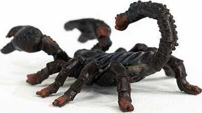 Emperor Scorpion - Image 3