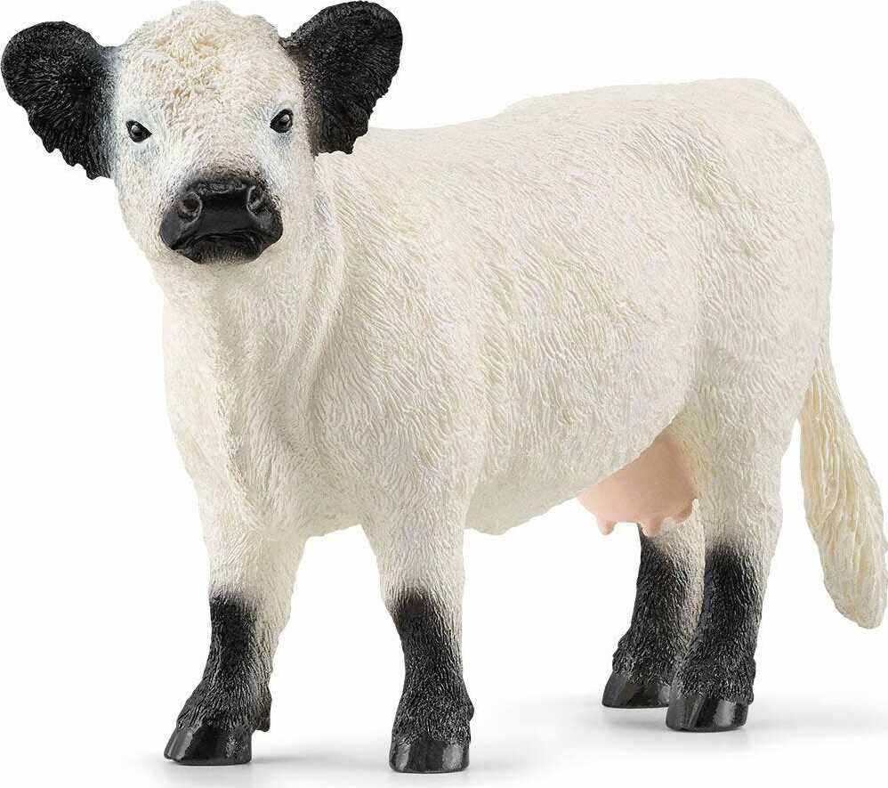 Galloway Cattle - Image 2