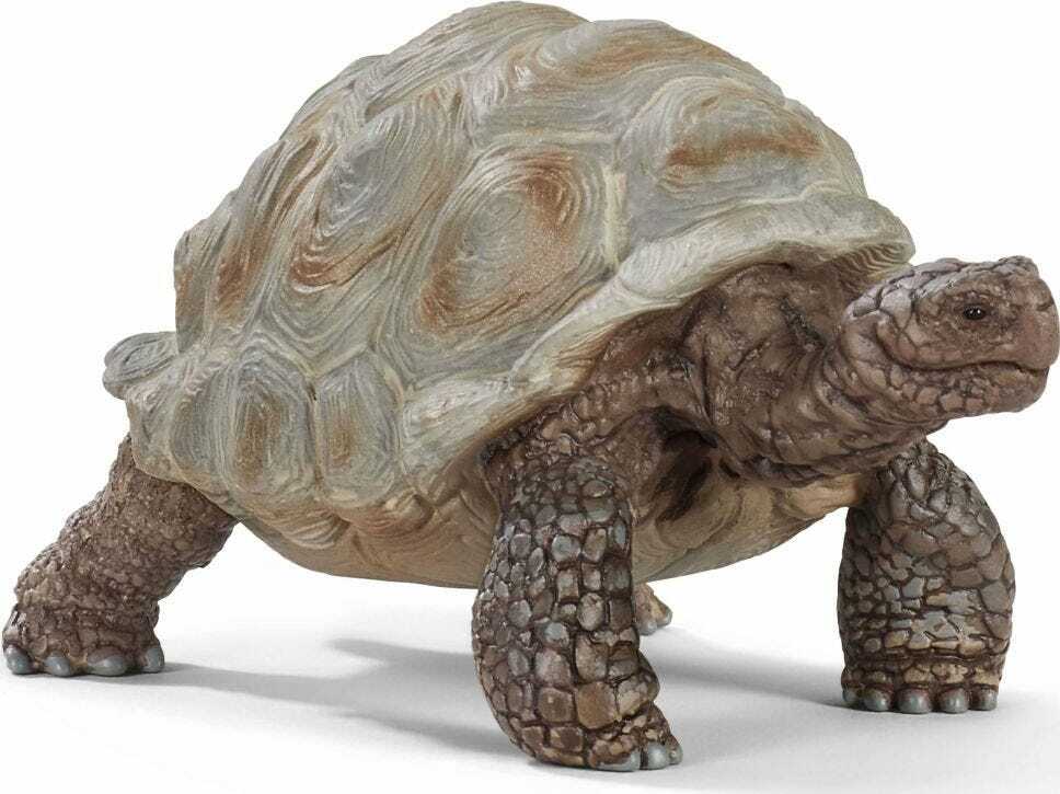Giant Tortoise - Image 2