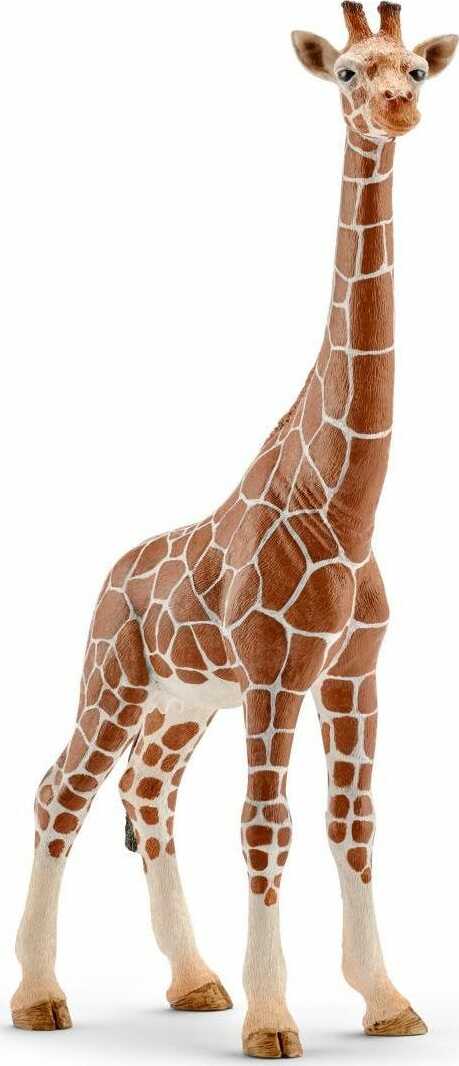 Giraffe, female - Image 2
