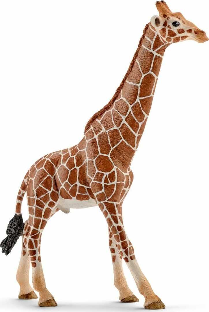 Giraffe, male - Image 2