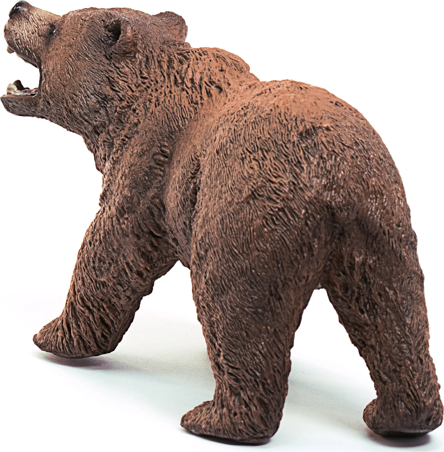 Grizzly bear - Image 7