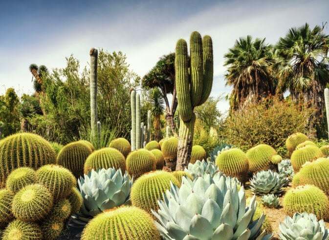 1000 pc Huntington Desert Garden - Image 2