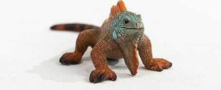 Iguana - Image 2