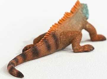 Iguana - Image 5