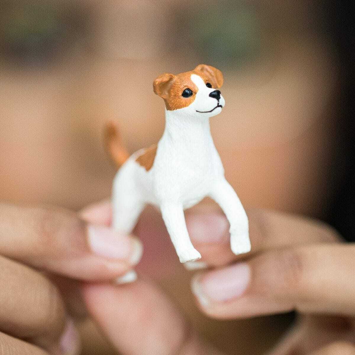 Jack Russell Terrier - Image 2
