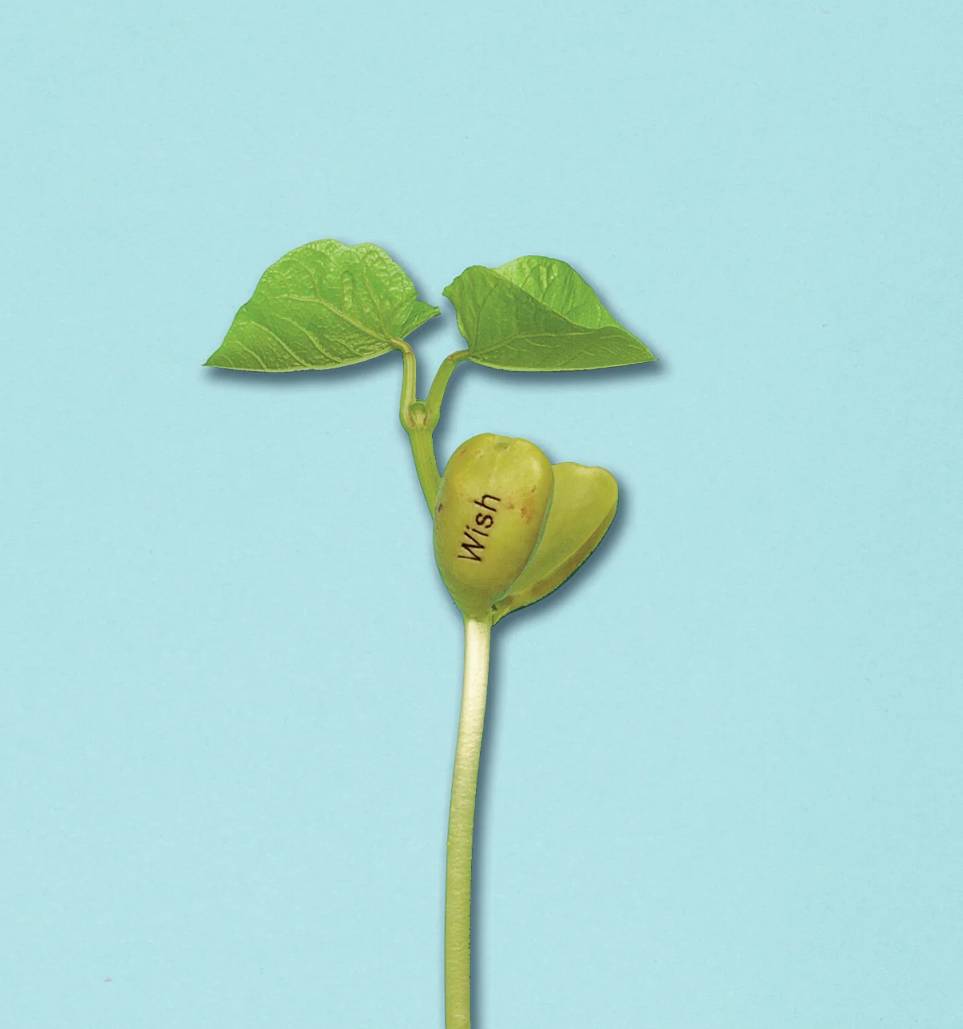 Magic Bean Garden - Image 6