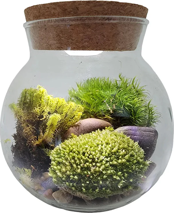 Moss Bowl Grow Your Own Oasis - Image 2