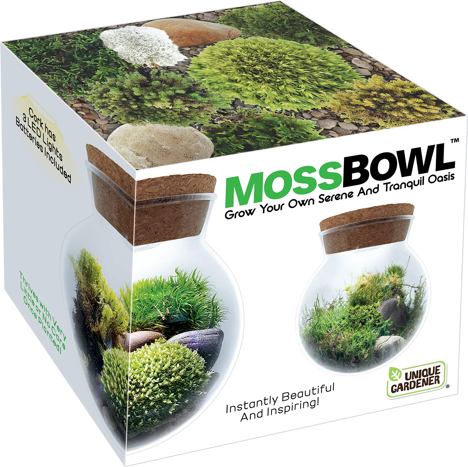 Moss Bowl Grow Your Own Oasis - Image 3