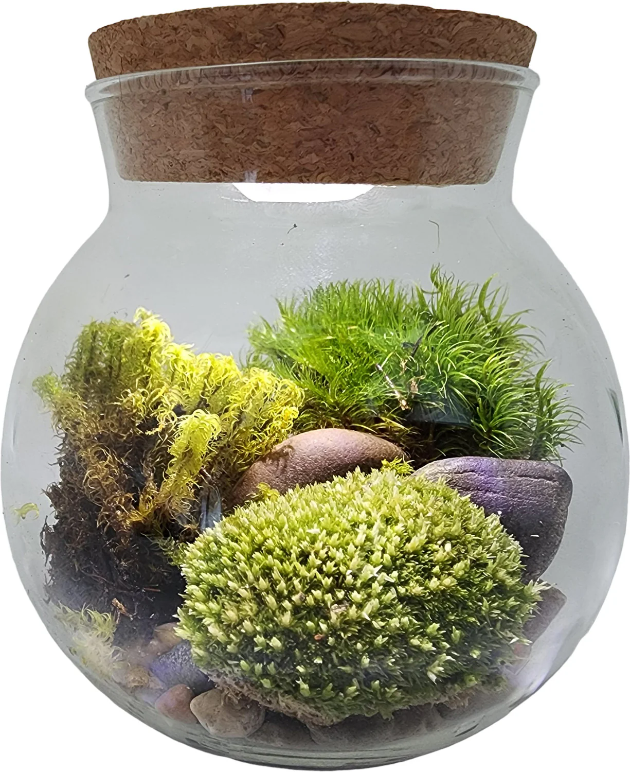 Moss Bowl Grow Your Own Oasis - Image 4