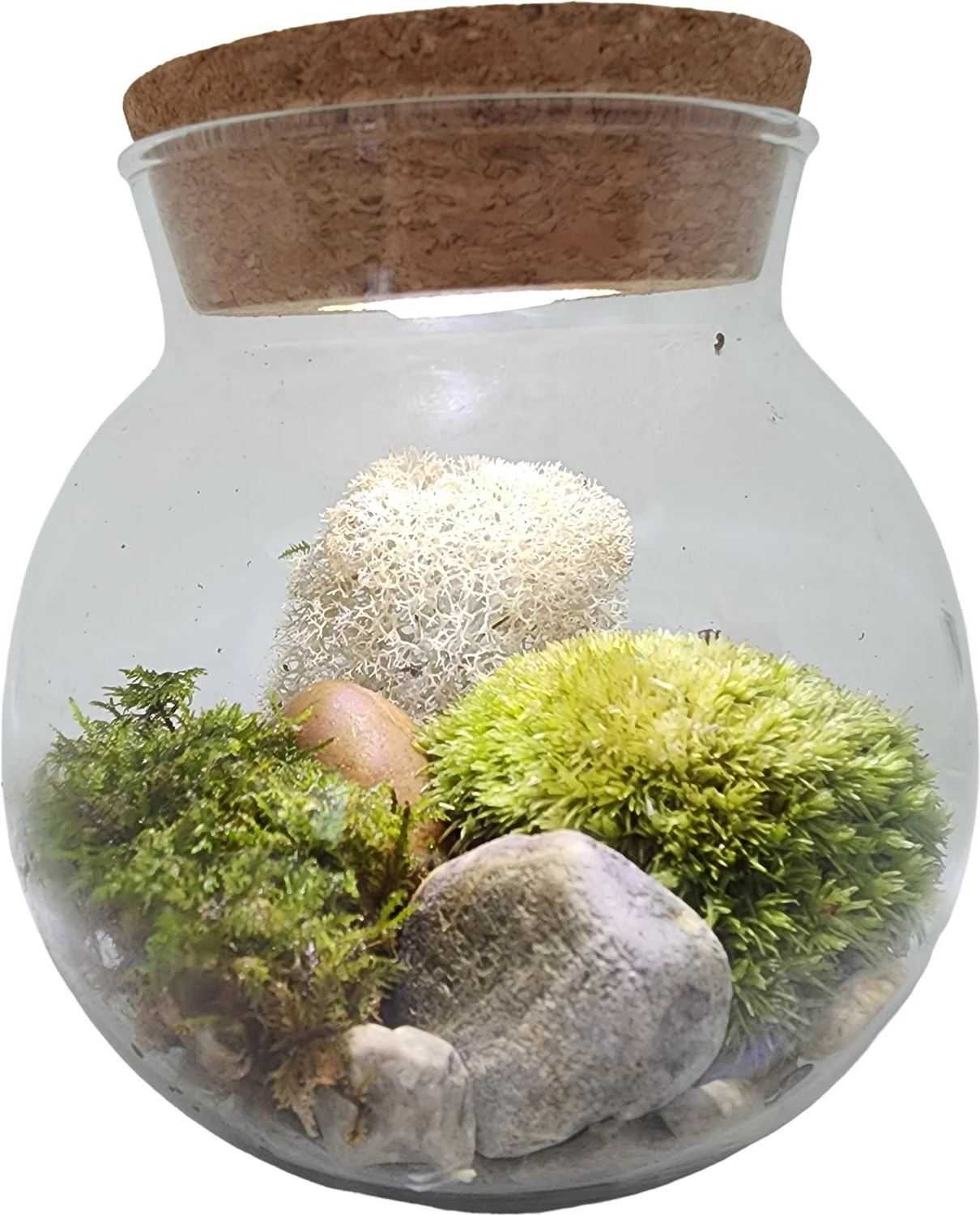 Moss Bowl Grow Your Own Oasis - Image 5