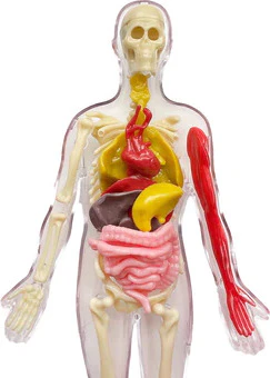 Ooze Labs Visible Human Body - Image 2
