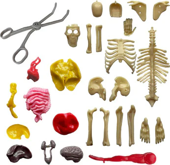 Ooze Labs Visible Human Body - Image 3