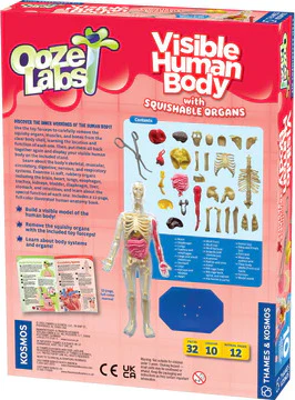 Ooze Labs Visible Human Body - Image 5