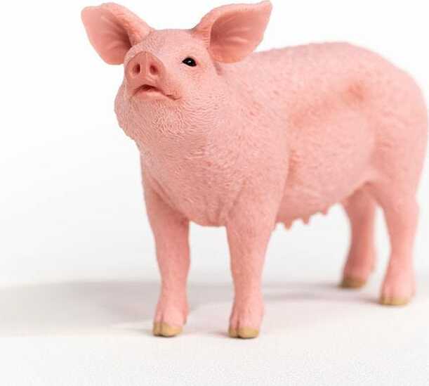 Pig - Image 2