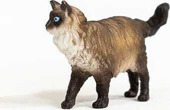 Ragdoll Cat - Image 2