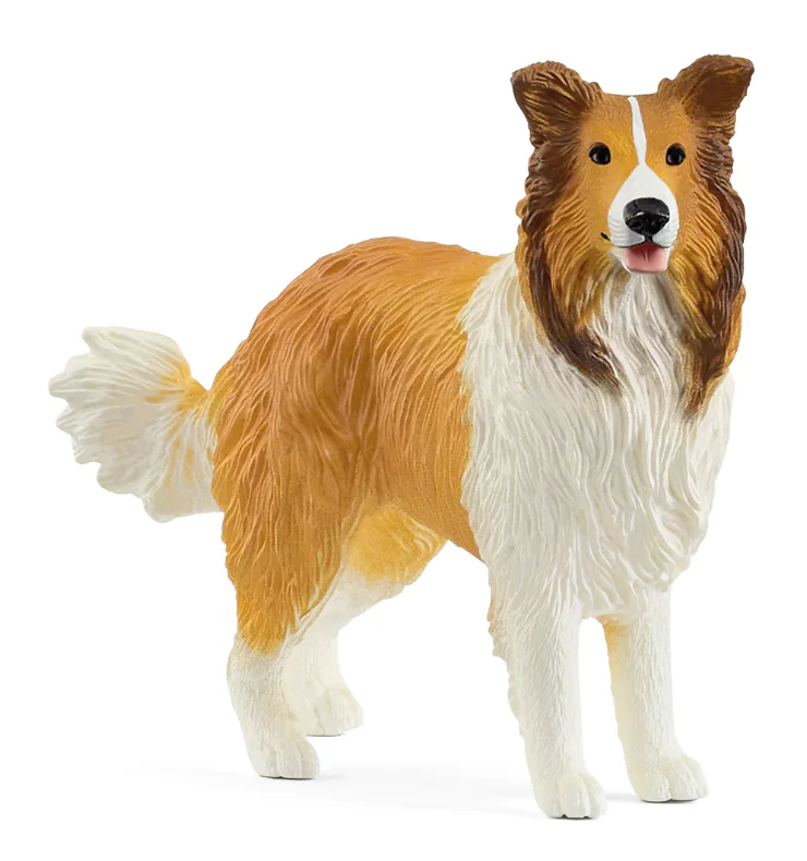 Collie