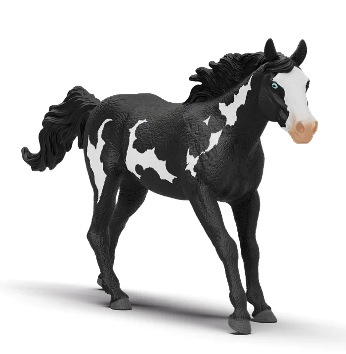 Paint Horse Gelding