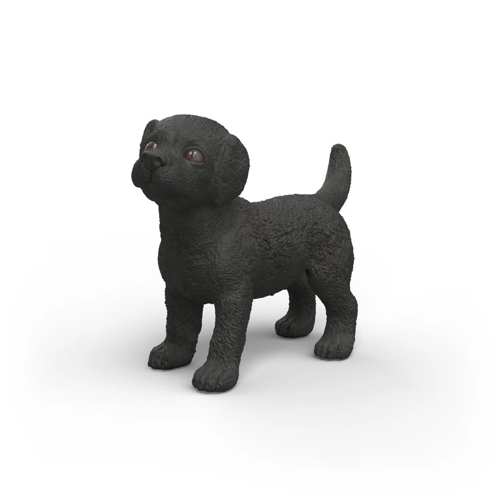 Black Labrador Retriever Puppy - Image 2