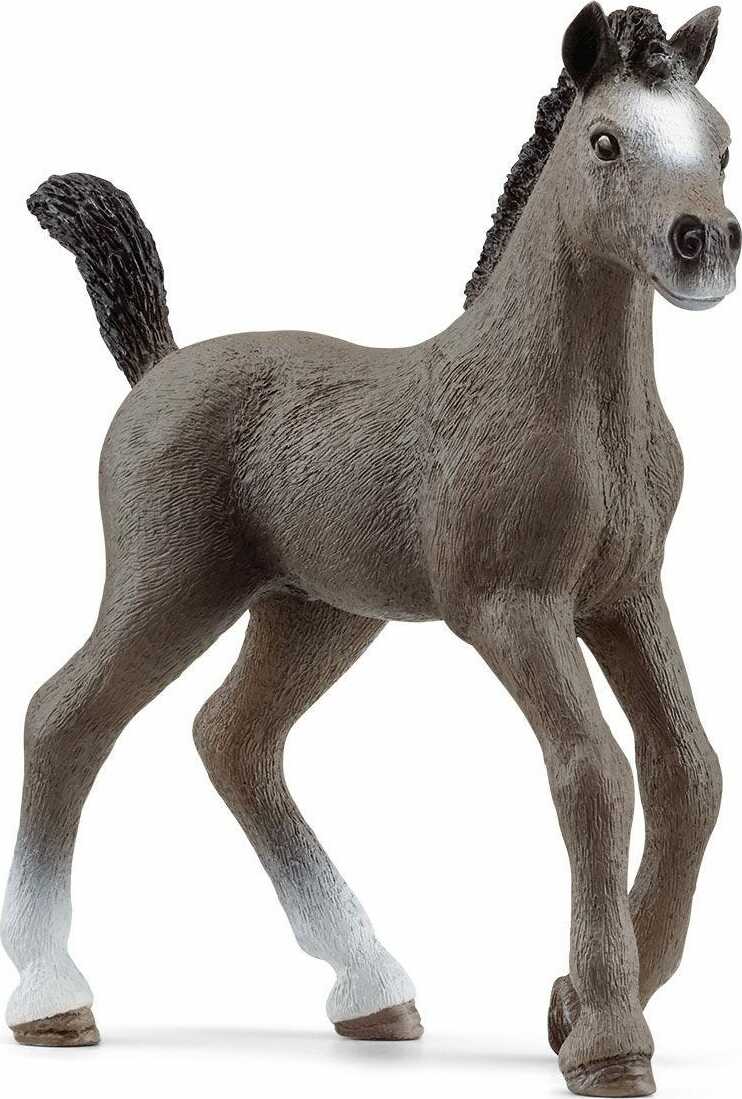 Selle Français foal - Image 2
