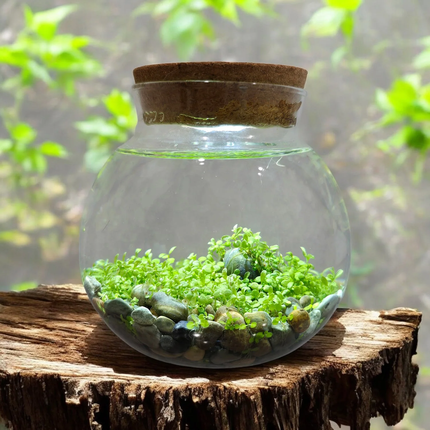 Water Plants - Image 10