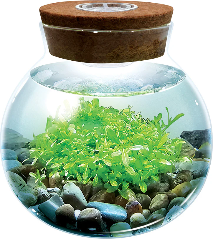 Water Plants - Image 4