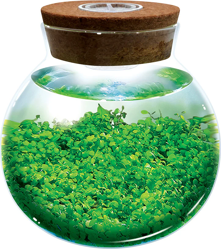 Water Plants - Image 5
