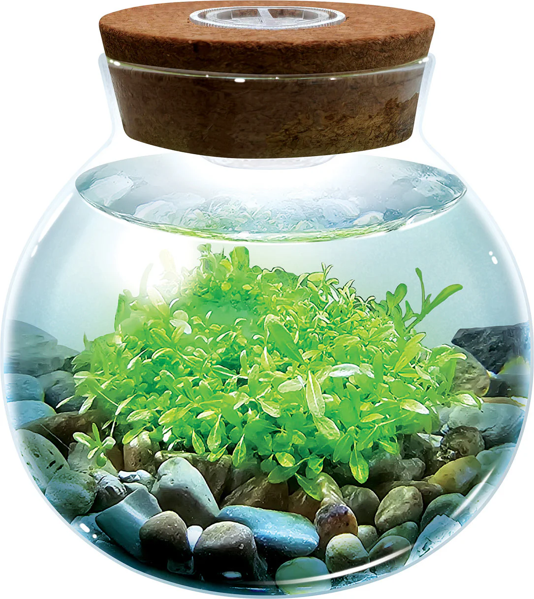 Water Plants - Image 8